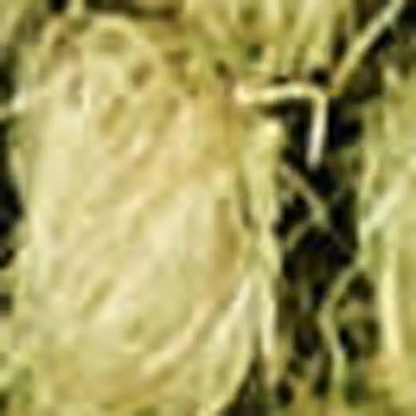 8' Green Wool Runner Rug Photo 2