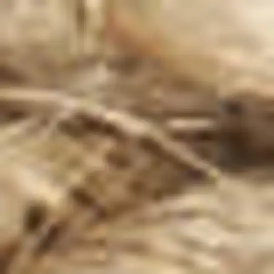 5' Natural Jute Flatweave Handmade Square Rug Photo 2