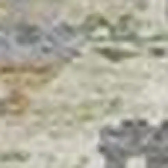 Artichoke Green And Beige Moroccan Washable Indoor Outdoor Area Rug Photo 3