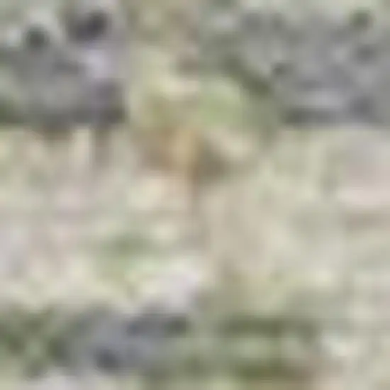 Artichoke Green And Beige Moroccan Washable Indoor Outdoor Area Rug Photo 3