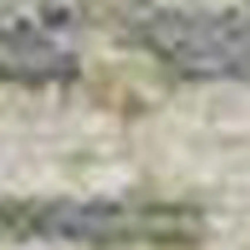 Artichoke Green And Beige Moroccan Washable Indoor Outdoor Area Rug Photo 3