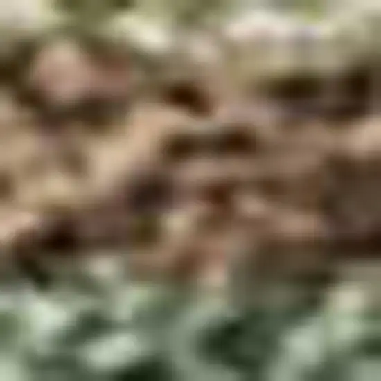 Artichoke Green Brown And Beige Seashell Washable Indoor Outdoor Area Rug Photo 3