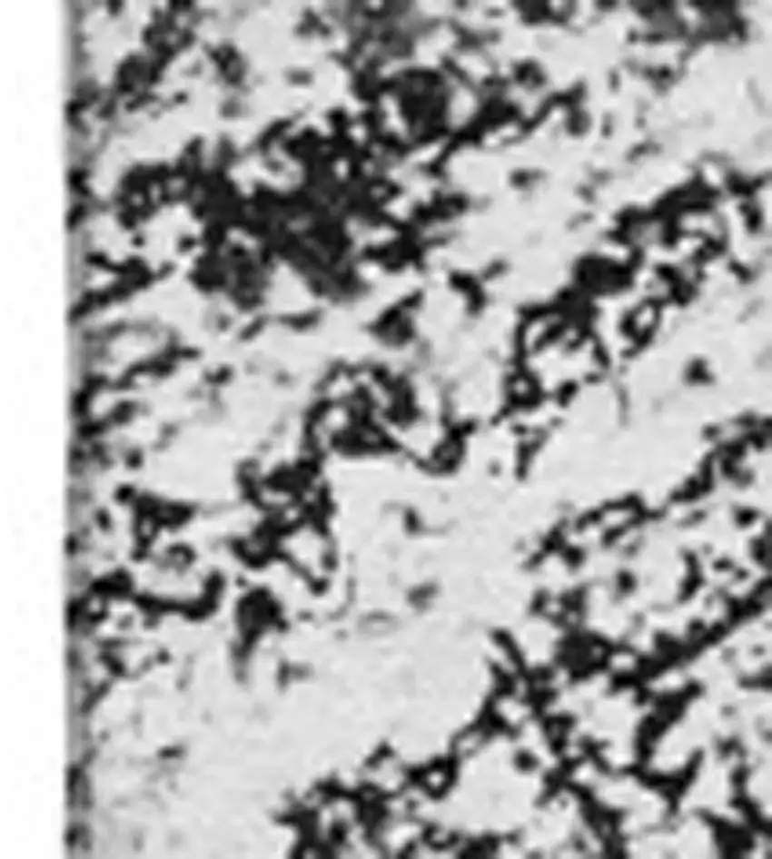 Black And Ivory Abstract Washable Area Rug With UV Protection Photo 8