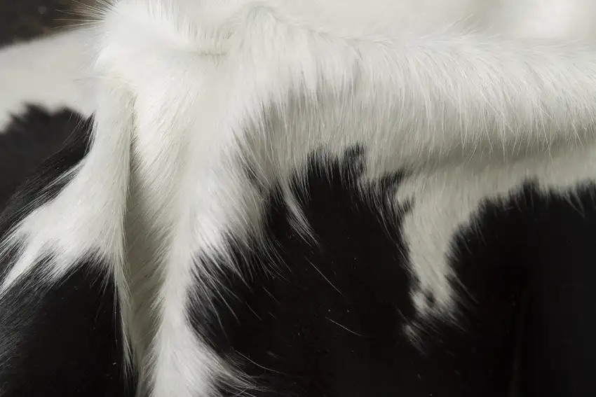 Black And White Cowhide Hand Knotted Area Rug Photo 3