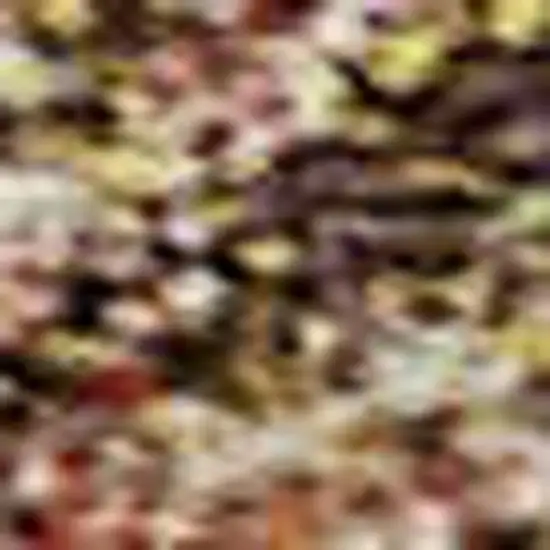 Brown And Beige Damask Washable Area Rug With UV Protection Photo 2