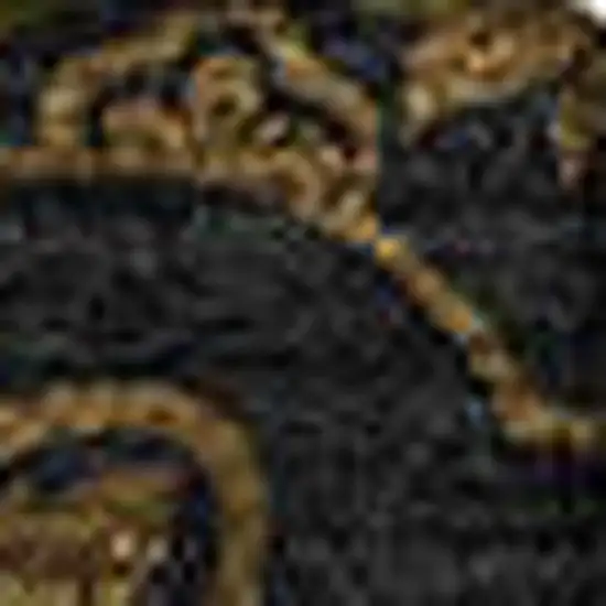 Brown And Charcoal Medallion Washable Area Rug With UV Protection Photo 3