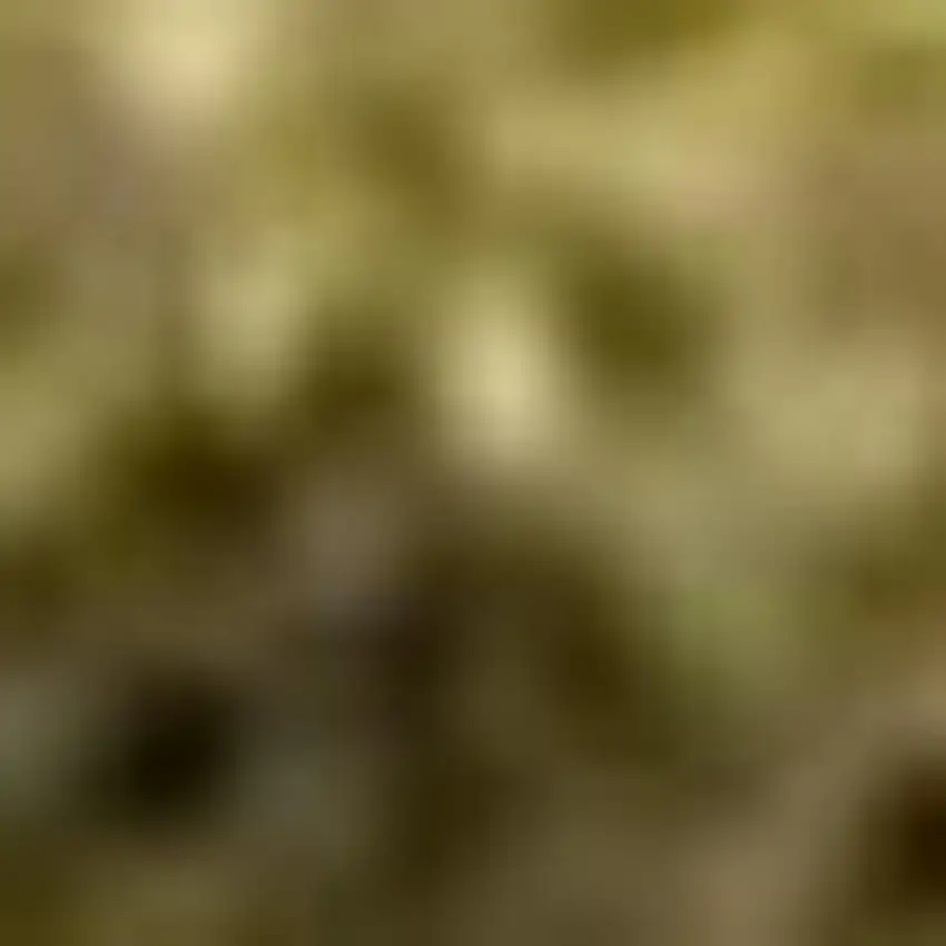 Brown And Ivory Abstract Washable Area Rug With UV Protection Photo 4