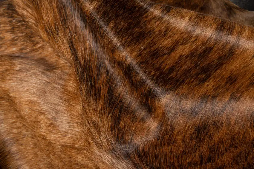 Brown Cowhide Hand Knotted Area Rug Photo 6