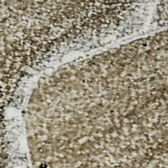 Brown Ivory And Gray Abstract Washable Area Rug With UV Protection Photo 4