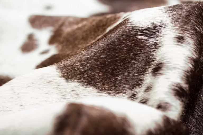 Brown White Cowhide - Rug Photo 2