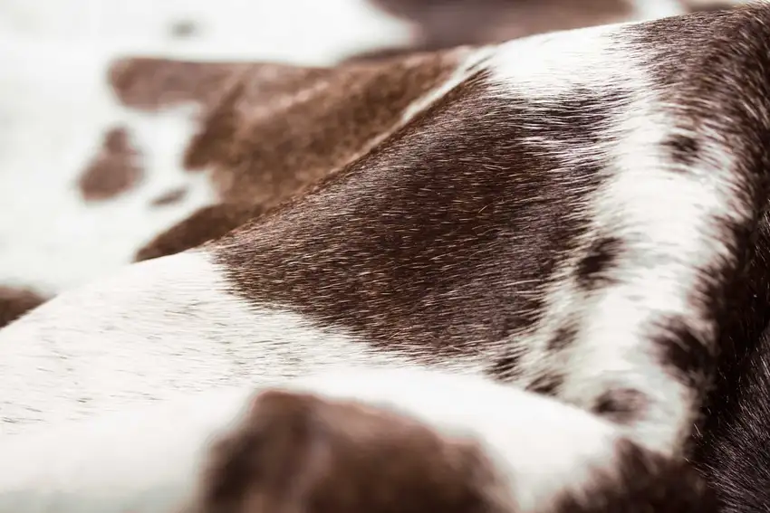 Brown White Cowhide - Rug Photo 2
