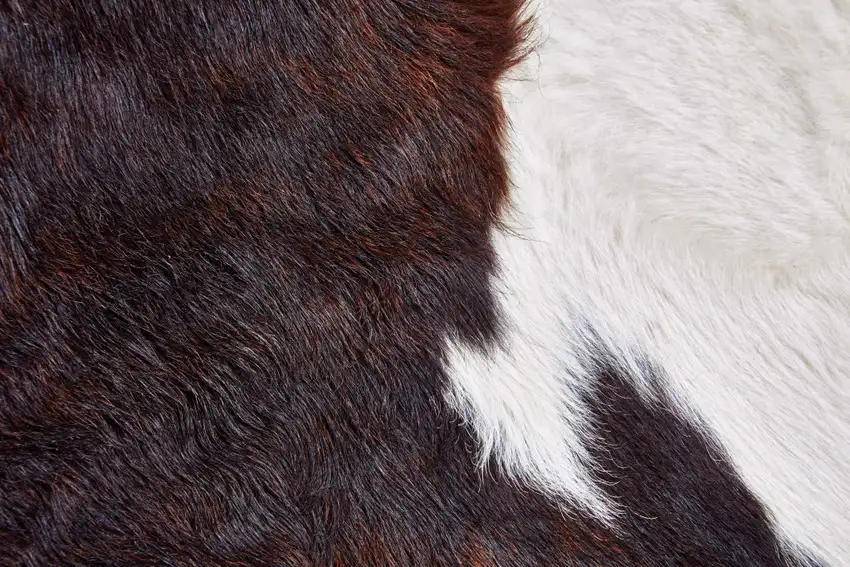 Brown and White Cowhide Animal Print Power Loom Area Rug Photo 8