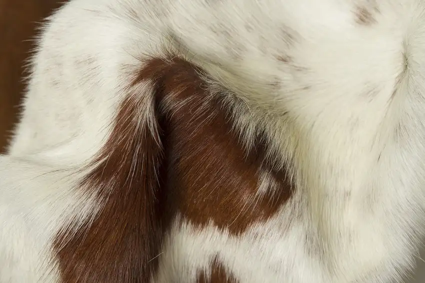 Brown and White Cowhide Hand Knotted Area Rug Photo 4