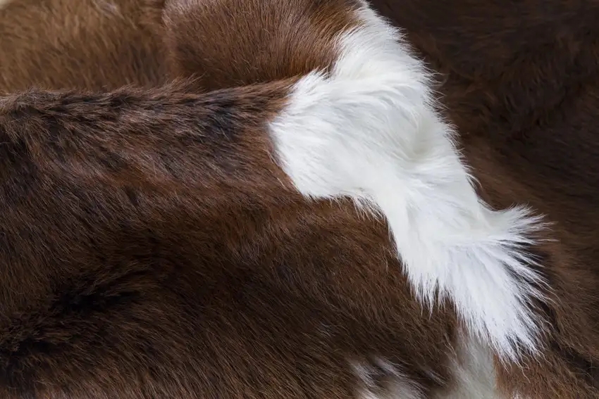 Brown and White Cowhide Hand Tufted Area Rug Photo 4