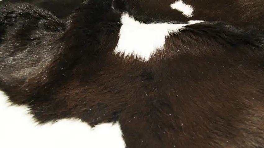 Chocolate And White Calfskin - Area Rug Photo 2