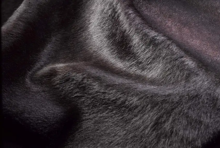 Chocolate Cowhide - Rug Photo 2