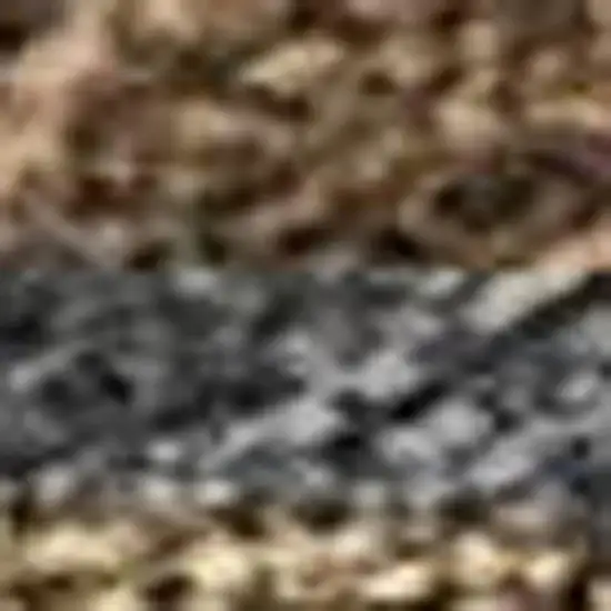 Chocolate Gray And Beige Seashell Washable Indoor Outdoor Area Rug Photo 2