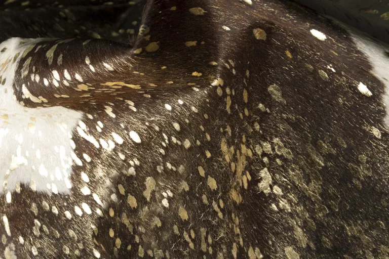 Dark Brown White and Gold Natural Cowhide Area Rug Photo 3