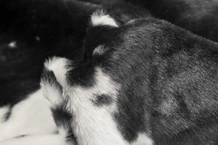 Faux Cow Hide Black And White Area Rug Photo 2