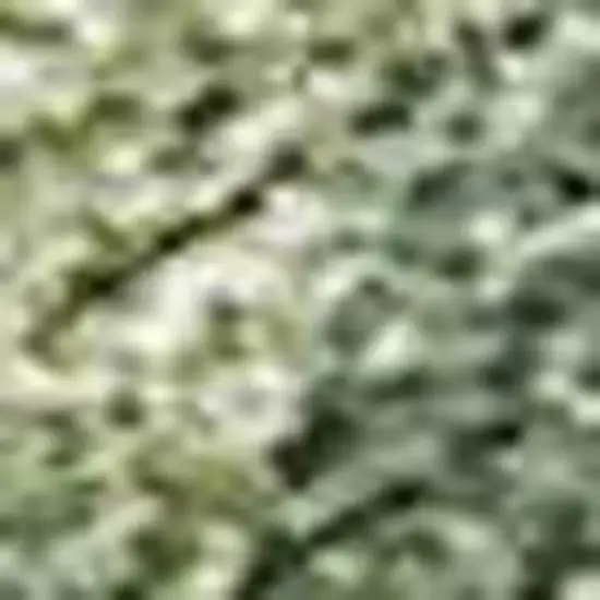 Fern Green And Ivory Abstract Washable Indoor Outdoor Area Rug Photo 2