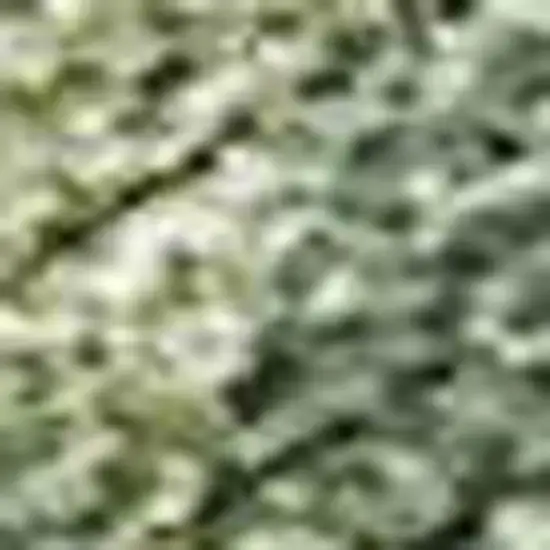 Fern Green And Ivory Abstract Washable Indoor Outdoor Area Rug Photo 2