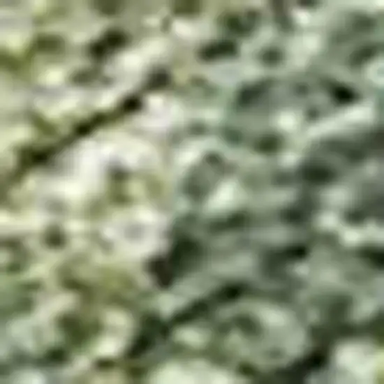 Fern Green And Ivory Abstract Washable Indoor Outdoor Area Rug Photo 2