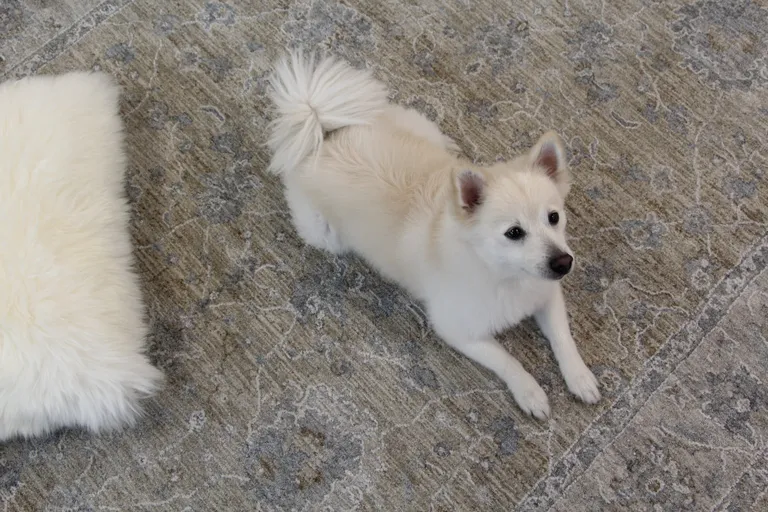 Gold Southwestern Power Loom Stain Resistant Area Rug Photo 4