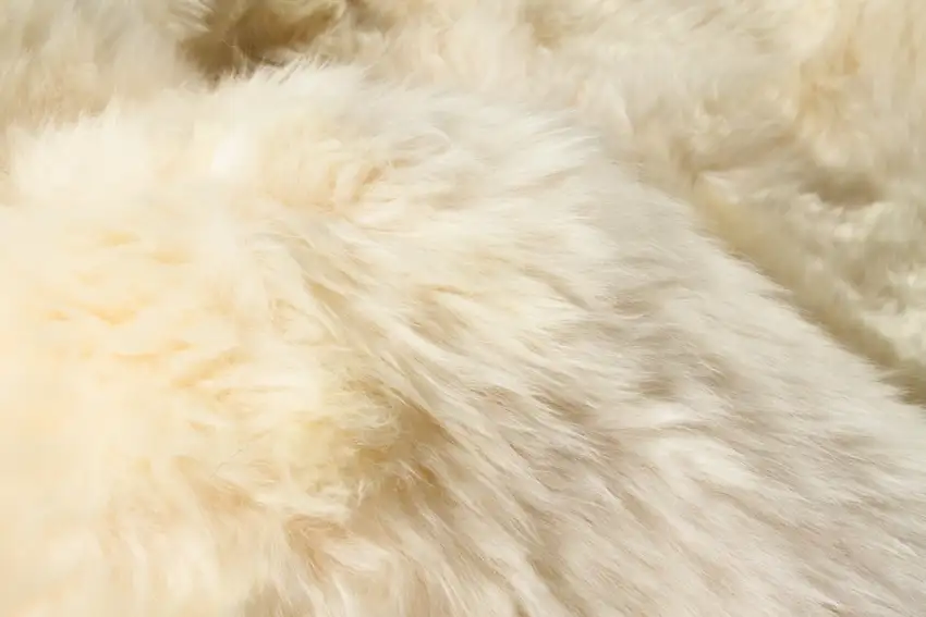 Golden Natural Sheepskin Area Rug Photo 2