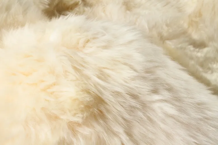 Golden Natural Sheepskin Area Rug Photo 2