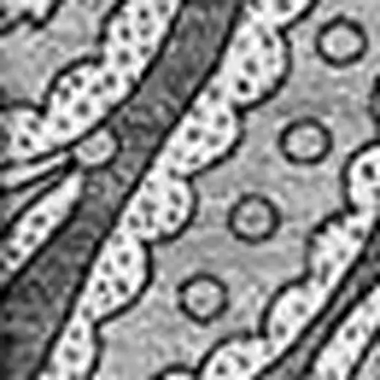 Gray And Ivory Paisley Washable Area Rug With UV Protection Photo 3