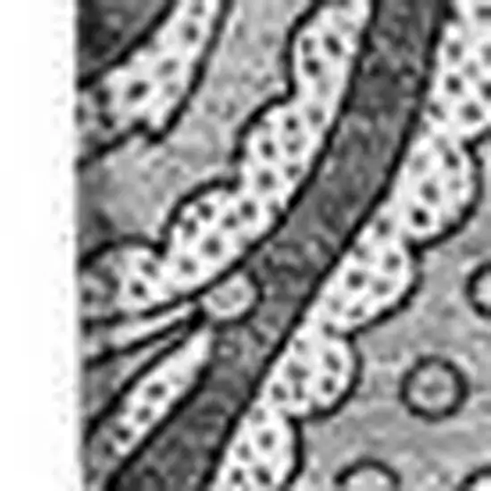 Gray And Ivory Paisley Washable Area Rug With UV Protection Photo 5