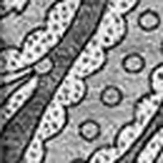 Gray And Ivory Paisley Washable Area Rug With UV Protection Photo 6