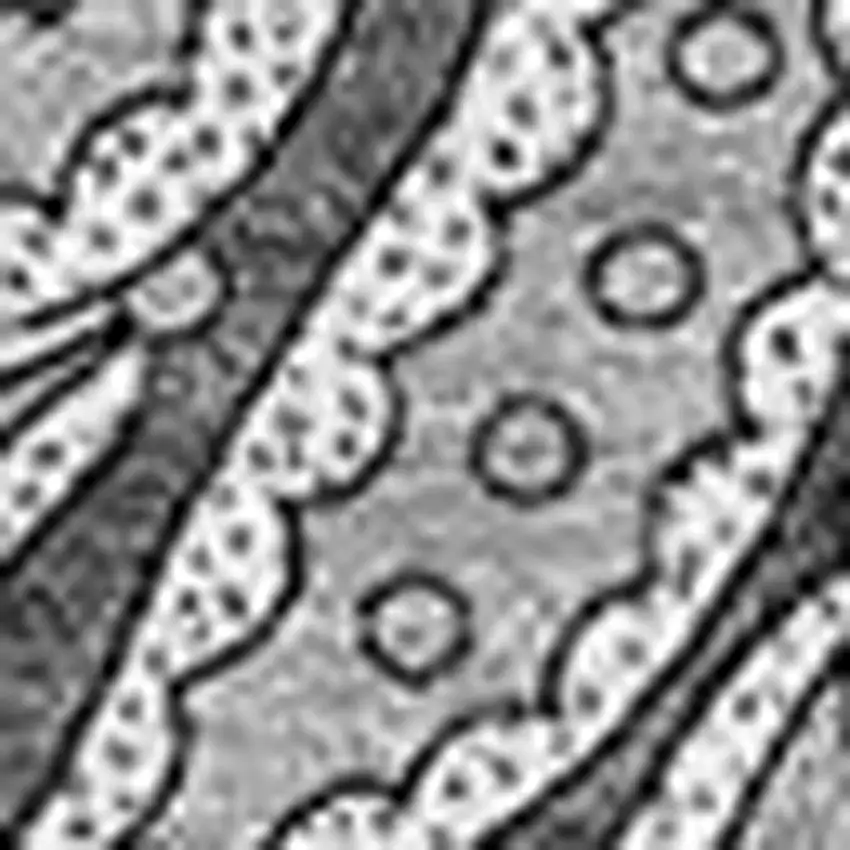 Gray And Ivory Paisley Washable Area Rug With UV Protection Photo 5