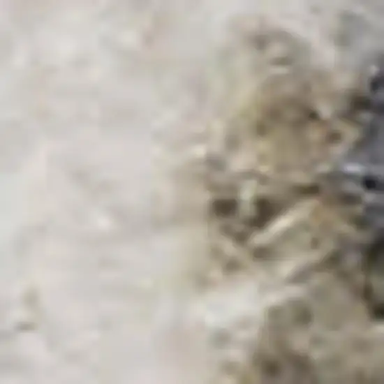 Gray Floral Distressed Area Rug Photo 4