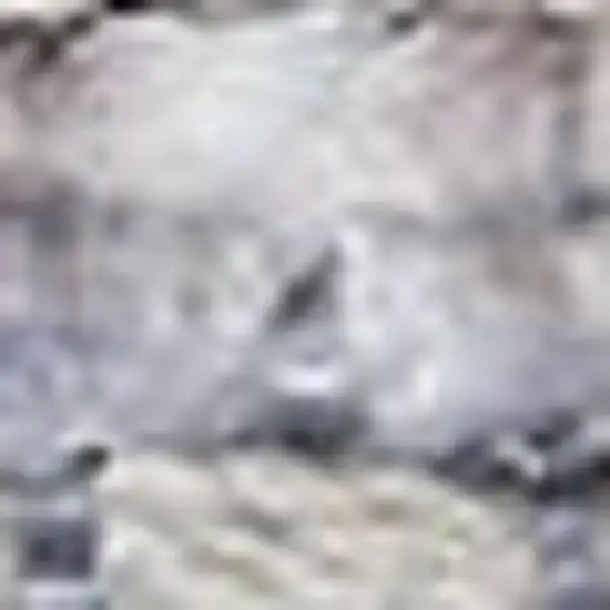 Gray and Ivory Floral Power Loom Distressed Washable Area Rug Photo 3