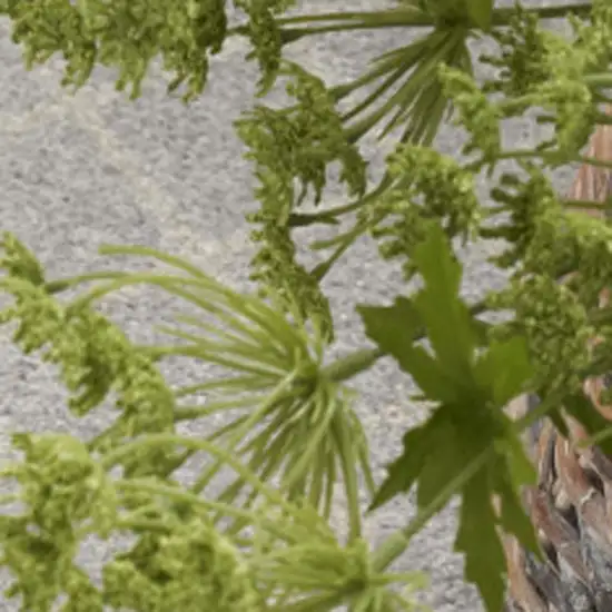 Gray and Ivory Moroccan Power Loom Washable Area Rug Photo 3