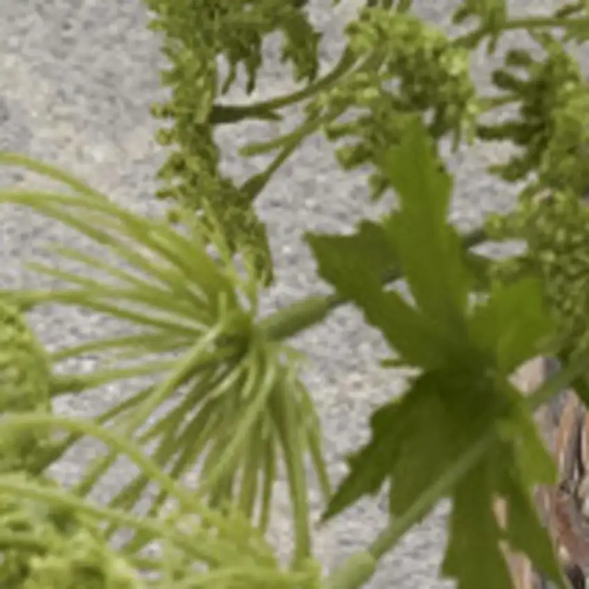 Gray and Ivory Moroccan Power Loom Washable Area Rug Photo 3