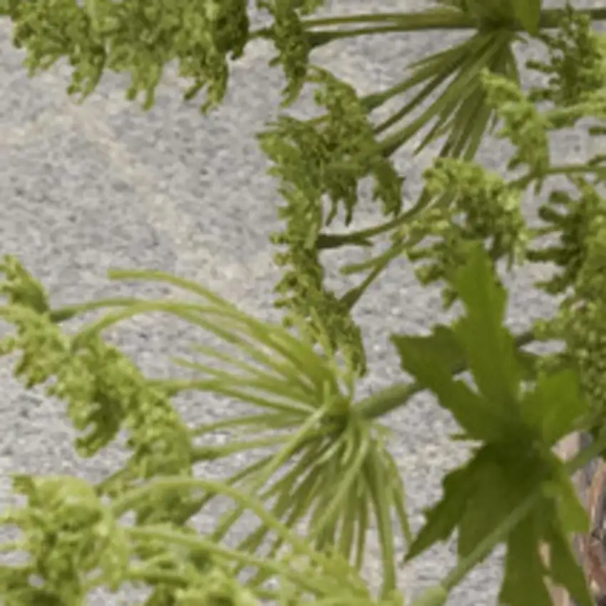 Gray and Ivory Moroccan Power Loom Washable Area Rug Photo 4