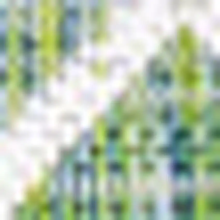 Green And Cream Trellis Indoor Outdoor Area Rug Photo 2