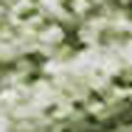 Green And Ivory Abstract Washable Area Rug With UV Protection Photo 2