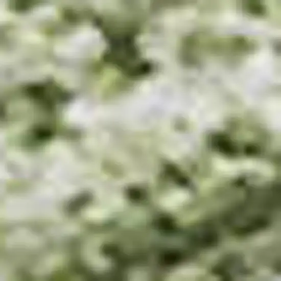 Green And Ivory Abstract Washable Area Rug With UV Protection Photo 2