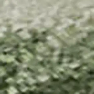 Photo of Green And Ivory Abstract Washable Area Rug With UV Protection