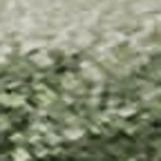 Green And Ivory Abstract Washable Area Rug With UV Protection Photo 1