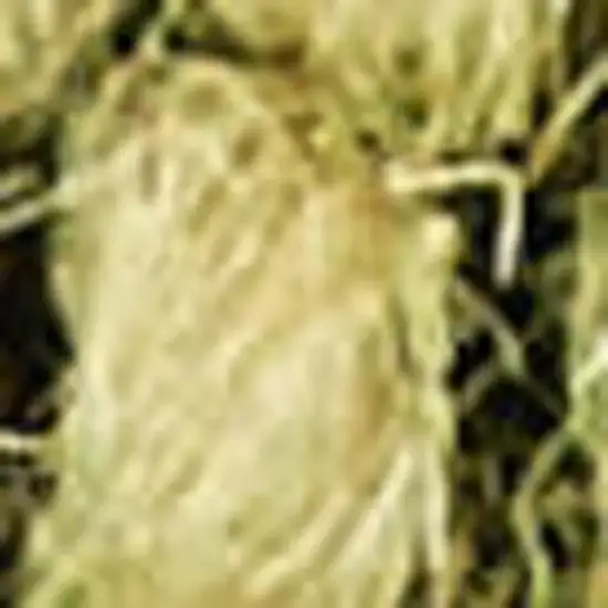 Green Wool Area Rug Photo 2