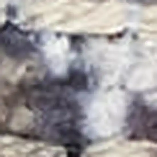 Green and Ivory Floral Power Loom Distressed Washable Area Rug Photo 3