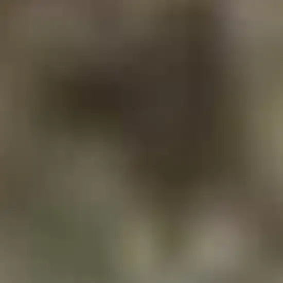 Green and Ivory Medallion Power Loom Distressed Area Rug Photo 3