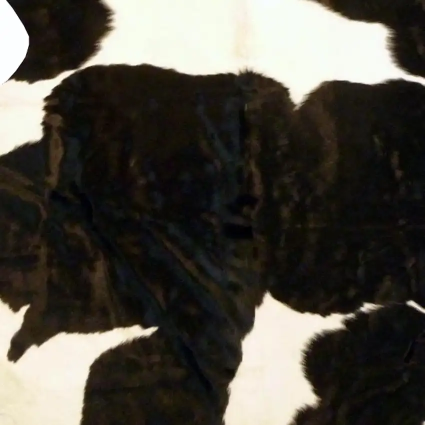 6 Ft Holstein Brindled Cowhide Rug Photo 4