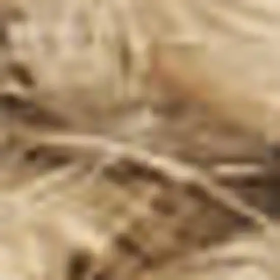 Natural Jute Flatweave Handmade Area Rug Photo 7