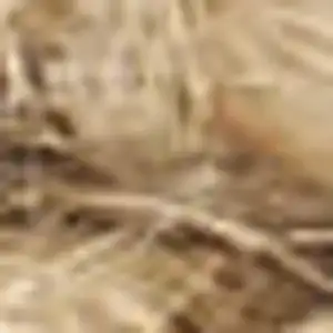 Photo of Natural Jute Flatweave Handmade Area Rug