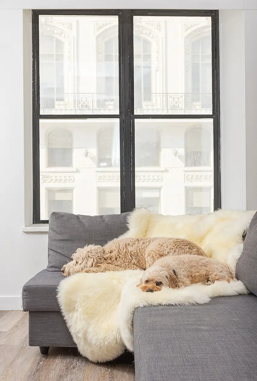 Natural White New Zealand Sheepskin Area Rug Photo 4